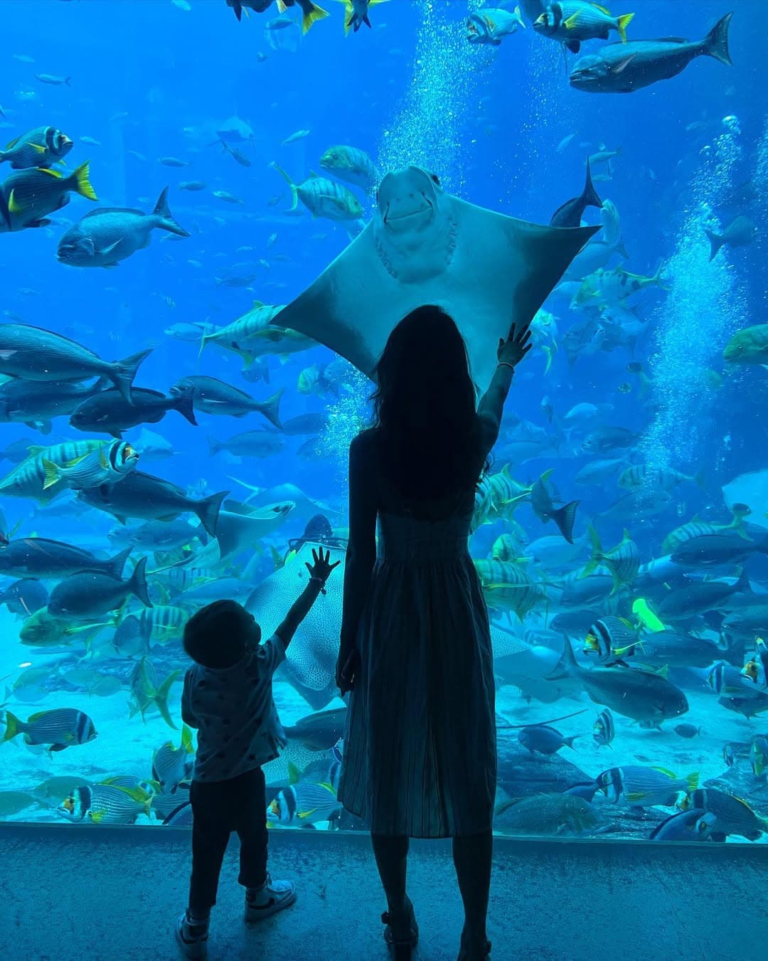 The Lost Chambers Aquarium – Atlantis The Palm
